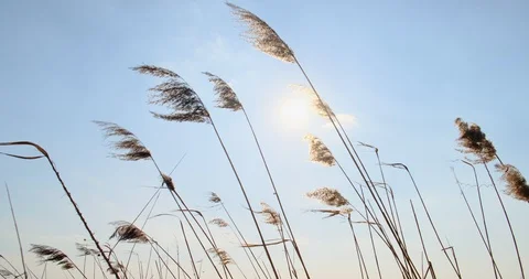 Phragmites in wind with blue sky background. Close up Stock-Footage 129636058