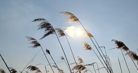 Phragmites in wind with blue sky background. Slow motion, close up Stock Footage 129636084
