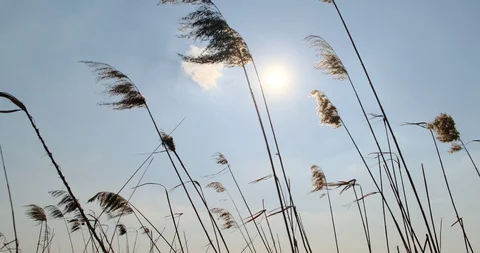 Phragmites in wind with blue sky background. Close up Stock-Footage 129636152
