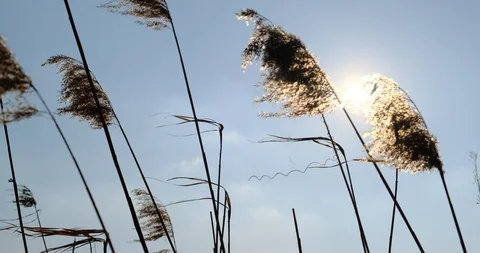 Phragmites in wind with blue sky background. Close up Stock-Footage 129636195