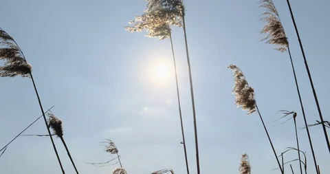 Phragmites in wind with blue sky background. Close up Stock-Footage 129636257