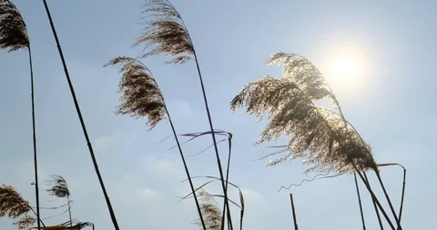 Phragmites in wind with blue sky background. Close up Stock-Footage 129636272