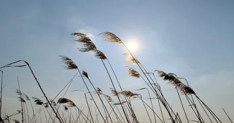 Phragmites in wind with blue sky background. Close up Stock Footage 129636318