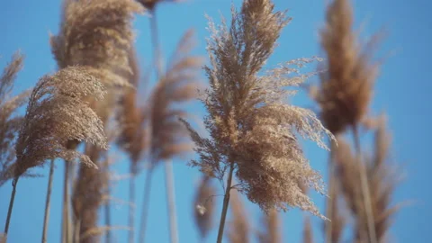 Phragmites in wind with blue sky / close up Stock Footage 130883634