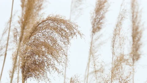 Phragmites in the wind with a blue sky close-up Inflorescences with mature seeds Stock Footage 194125999