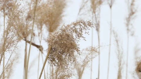 Phragmites in the wind with a blue sky close-up Inflorescences with mature seeds Stock Footage 194389878