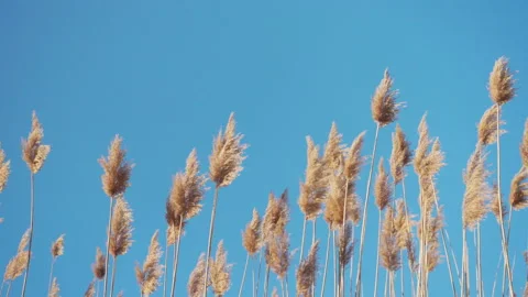 Phragmites in wind with blue sky Stock Footage 130883310