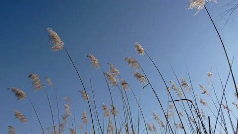 Phragmites in Wind Slow Motion 4K Stock Footage 150341676