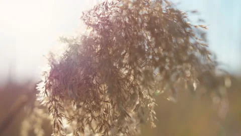 Phragmites in wind with sun light / close up Stockbeeldmateriaal 130882679