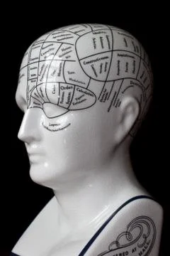 Phrenology head. Stock Photos