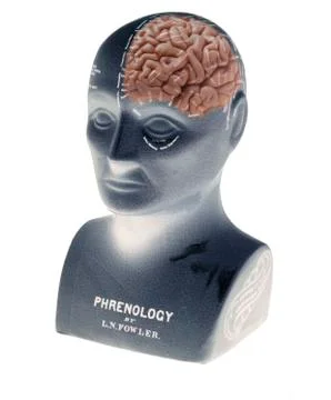 PHRENOLOGY HEAD Stock Photos