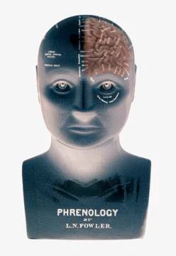 PHRENOLOGY HEAD Stock Photos