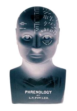 PHRENOLOGY HEAD Stock Photos
