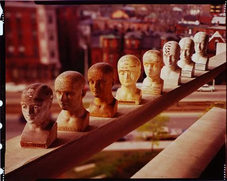 Phrenology Stock Photos