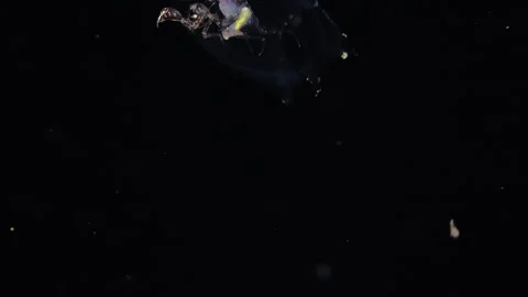 Phronima Inside Barrel Drifting in the Deep Sea Video stock 335397878