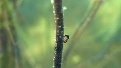 Phryganea caddisfly larva with protective case staying on branch underwater Stock Footage 158019387