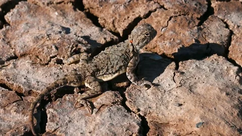 Phrynocephalus helioscopus or sunwatcher agama Stock Footage 163704370