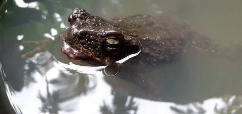 Phrynoidis aspera. Close-up toad playing in the black tub, and bark toad. Stock Footage 169055860