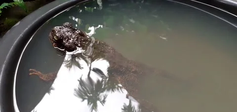 Phrynoidis aspera. Close-up toad playing in the black tub, and bark toad. Stock Footage 169055861