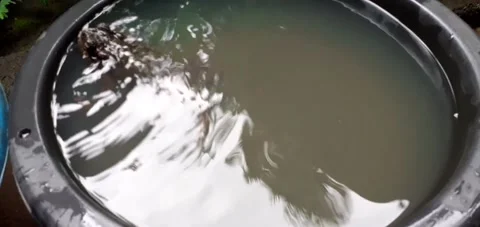 Phrynoidis aspera. Close-up toad playing in the black tub, and bark toad. Stock Footage 169055862
