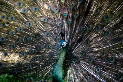 Phsyco peacock Stock Photos