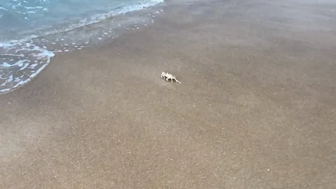 Phuket Crab Stock Footage 89855912