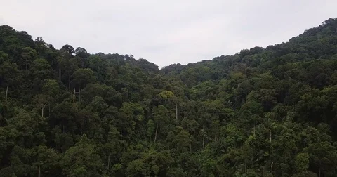 Phuket Rainforest Aerial View Stock Footage 82978446