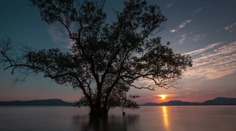 Phuket town sunset beach tree 4k time lapse thailand Stock Footage 61869013