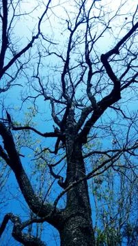Phukradung mountain tree Stock Photos