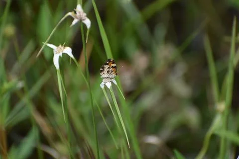 Phyciodes phaon, the Phaon crescent or mat plant crescent Stock Photos