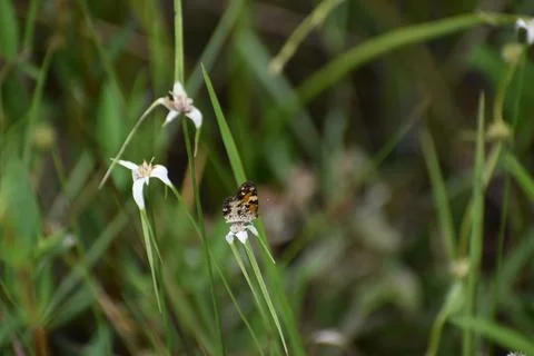 Phyciodes phaon, the Phaon crescent or mat plant crescent Stock Photos