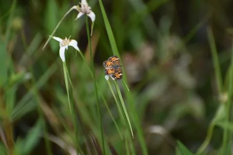 Phyciodes phaon, the Phaon crescent or mat plant crescent Stock Photos