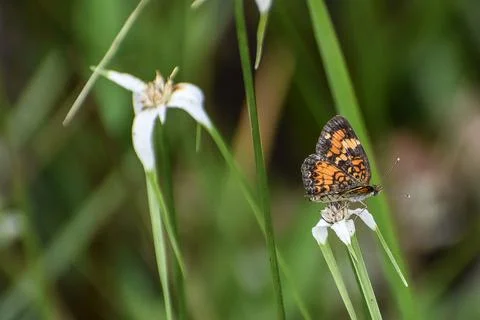 Phyciodes phaon, the Phaon crescent or mat plant crescent Stock Photos