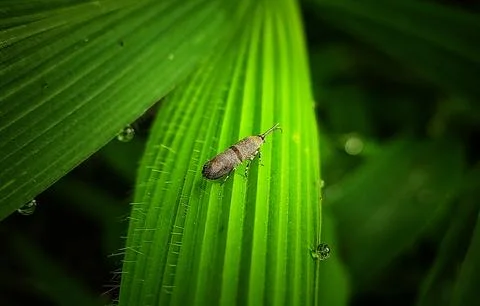 Phycodes moth Stock Photos
