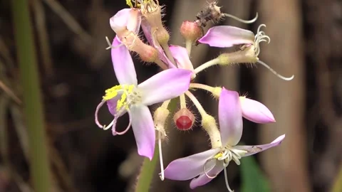 Phyllagathis hispida, Malaysia Stock Footage 134857506