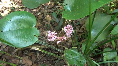 Phyllagathis hispida, Malaysia Stock Footage 134857529