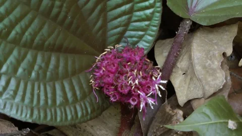 Phyllagathis, Perak, Malaysia. Video stock 70789989