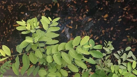Phyllanthaceae, Simple Exotic Stock Footage 281419121