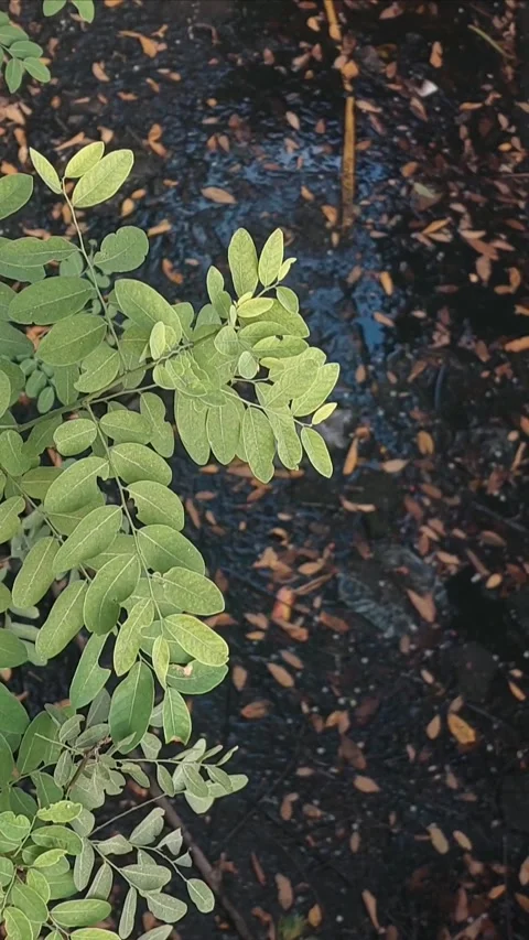 Phyllanthaceae, Vertical Footage Video stock 281419132