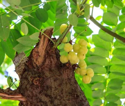 Phyllanthus acidus Stock Photos