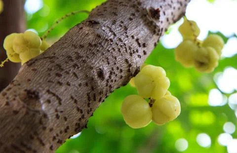 Phyllanthus acidus Stock Photos
