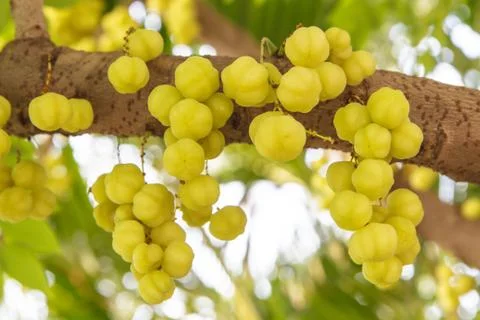 Phyllanthus acidus Stock Photos