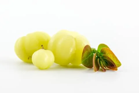 Phyllanthus acidus Stock Photos