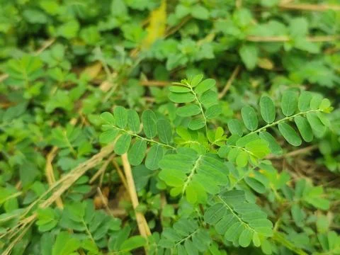 Phyllanthus Amarus Plant Featuring Small Green Leaves in Dense Foliage, Com.. Stock Photos