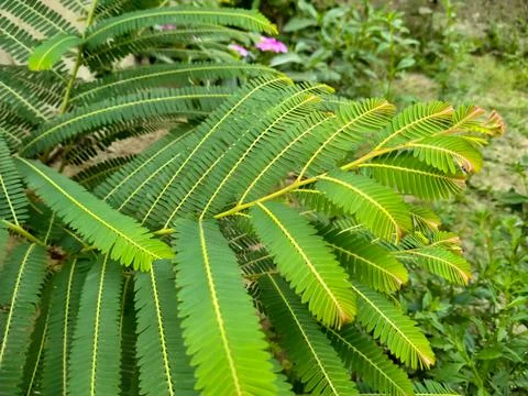 Phyllanthus emblica leaves on tree Stock Photos