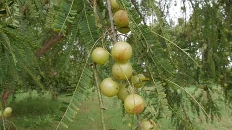 Phyllanthus emblica Tree with  Fruits,vitamin c fruit,gooseberry fruits Stock Footage 242534375