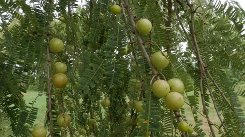 Phyllanthus emblica Tree with  Fruits,vitamin c fruit,gooseberry fruits Stock Footage 242534724