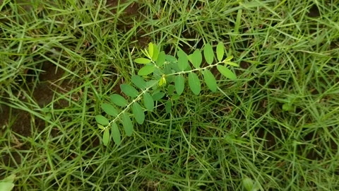 Phyllanthus niruri or gale of the wind that grows among the grass 스톡 동영상 306207504