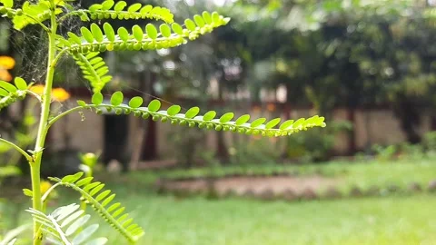 Phyllanthus niruri plant. Stock Footage 164311802