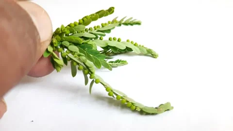 Phyllanthus niruri plant white background. Stock Footage 164769606